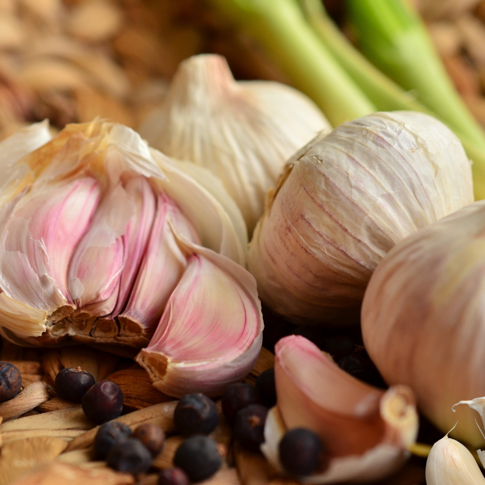 Hvitløk Lautrec – Sen hardneck-hvitløk med rosa fedd og hvitt skall