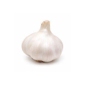 Softneck-hvitløk Sabagold med god lagringsevne klar for planting