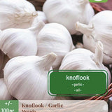 Hvitløk ‘Morado’ 100 g – Spansk sort med fyldig smak og vakre lilla fedd