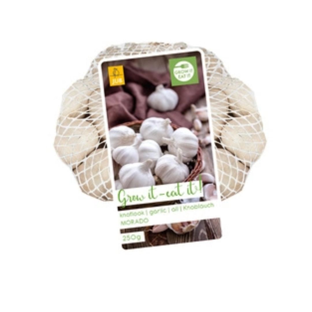 Hvitløk ‘Morado’ – Spansk sort med lilla fedd og fyldig smak (250 g)