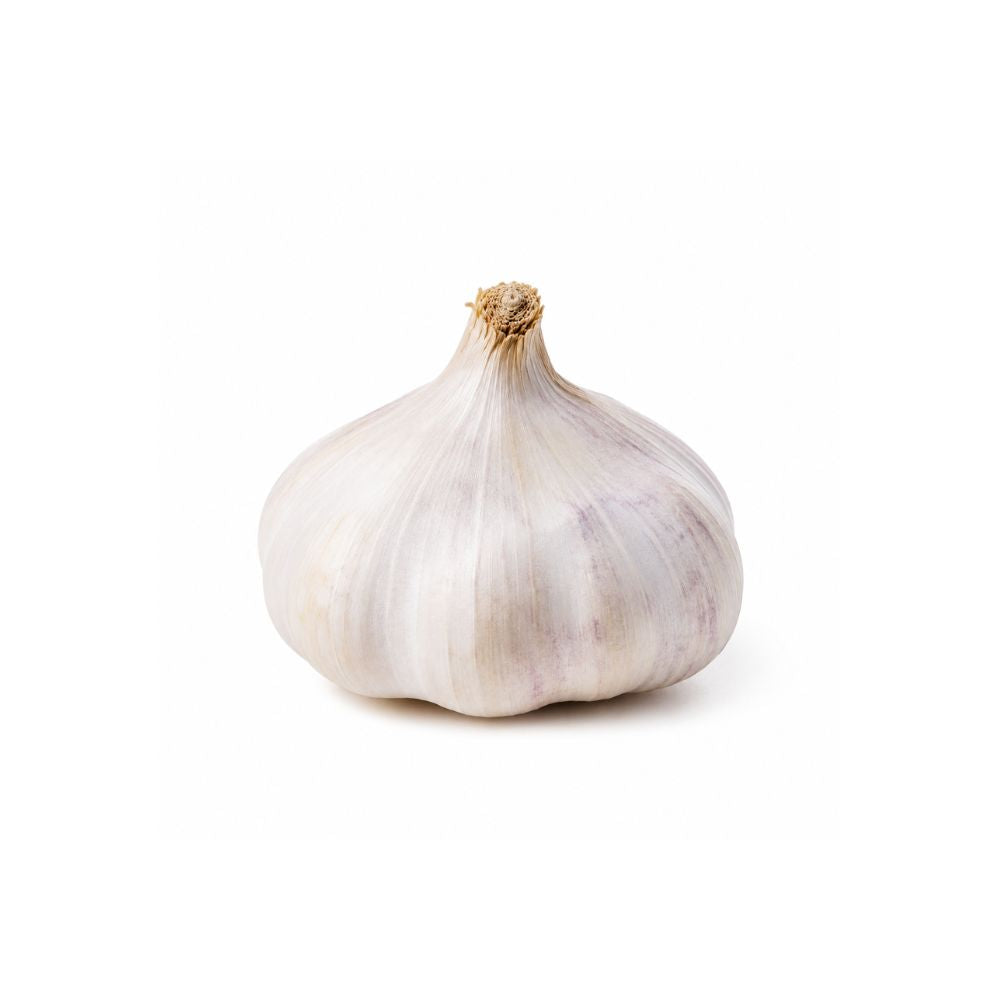 Hvitløk ‘Primor’ med lilla og rosa striper klar til planting.