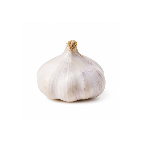 Hvitløk ‘Primor’ med lilla og rosa striper klar til planting.