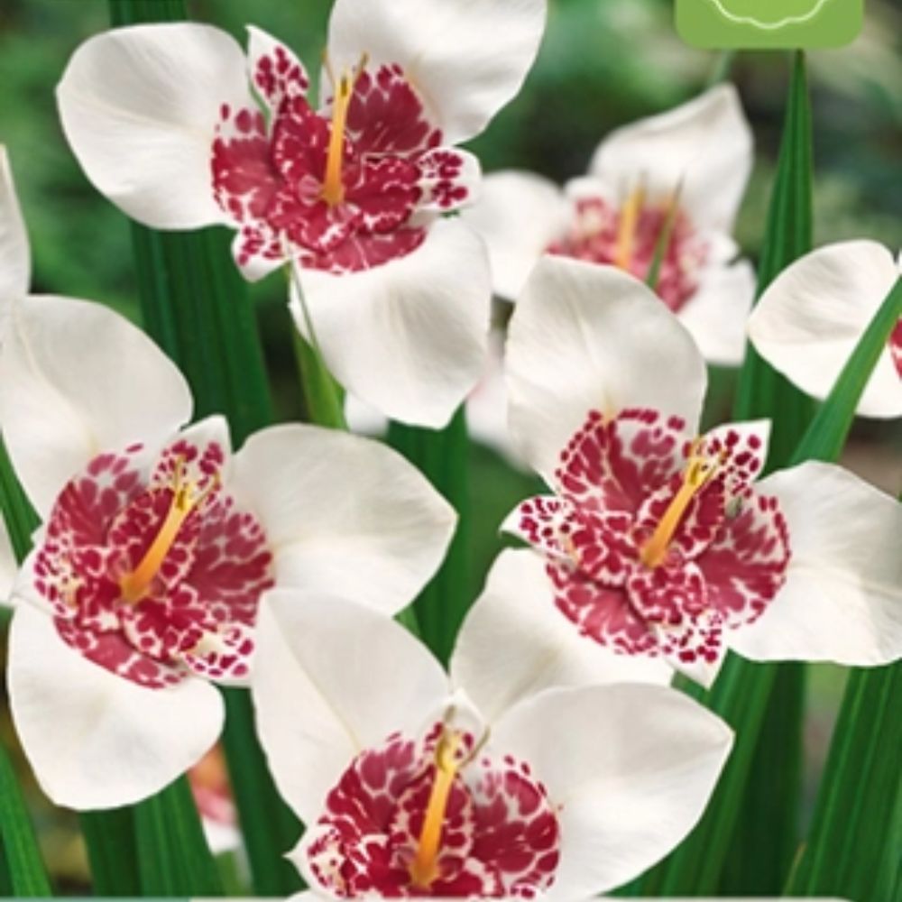 Hvit tigerblomst med prikket rødrosa midte i solrikt blomsterbed.