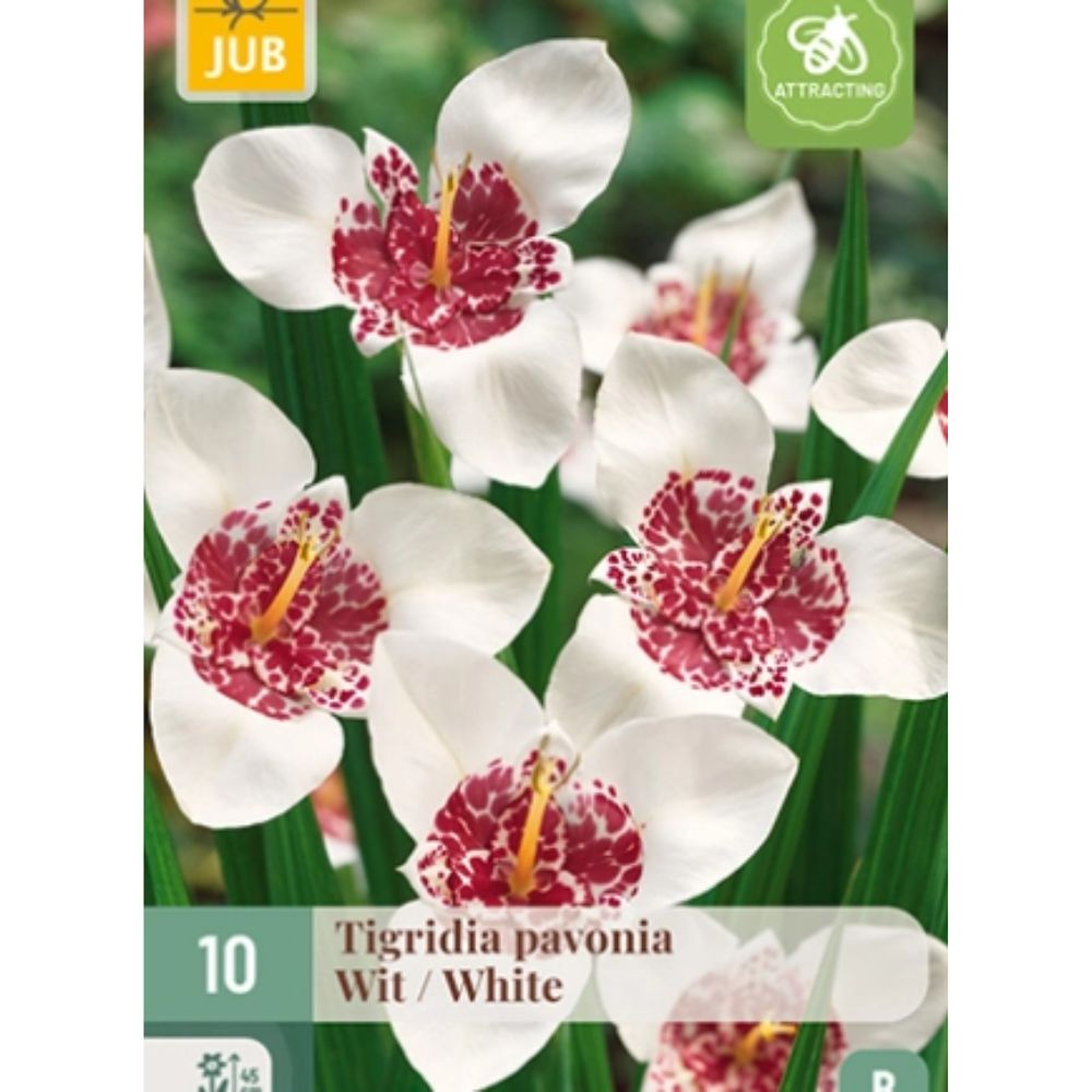 Tigerblomst i potte med hvite eksotiske blomster og dekorativ midte.