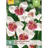 Tigerblomst i potte med hvite eksotiske blomster og dekorativ midte.