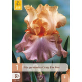 Hageiris Crazy for You med store bølgete blomster