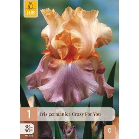 Hageiris Crazy for You med store bølgete blomster