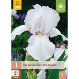 Hageiris White Knight med store hvite blomster