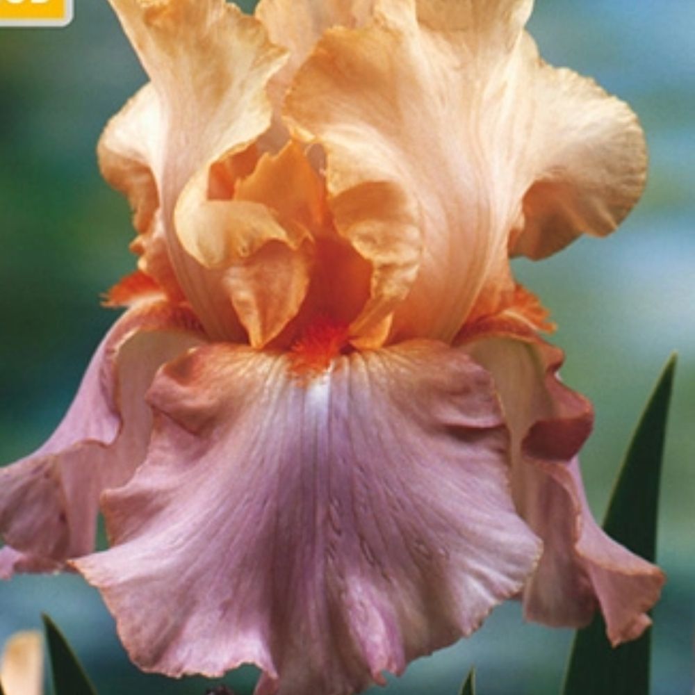 Iris Crazy for You i solrikt bed