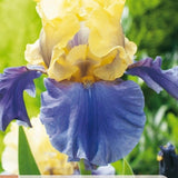 Iris Edith Wolford blomstrer i solrikt bed