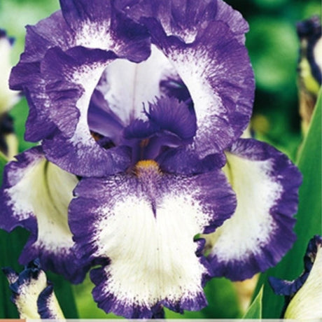 Iris Loop the Loop gir liv i solrikt bed