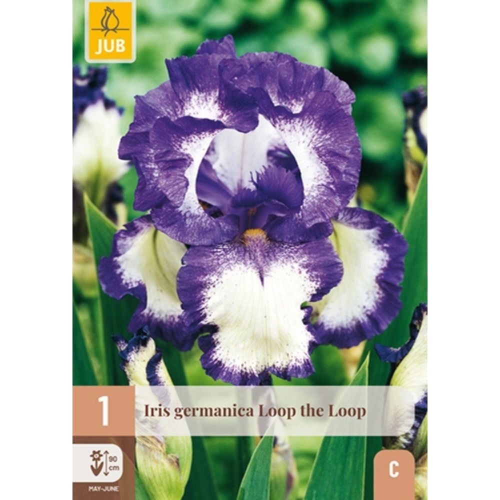 Hageiris Loop the Loop med bølgete flerfargede blomster