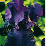 Iris Night Owl gir dramatisk uttrykk i solrikt bed