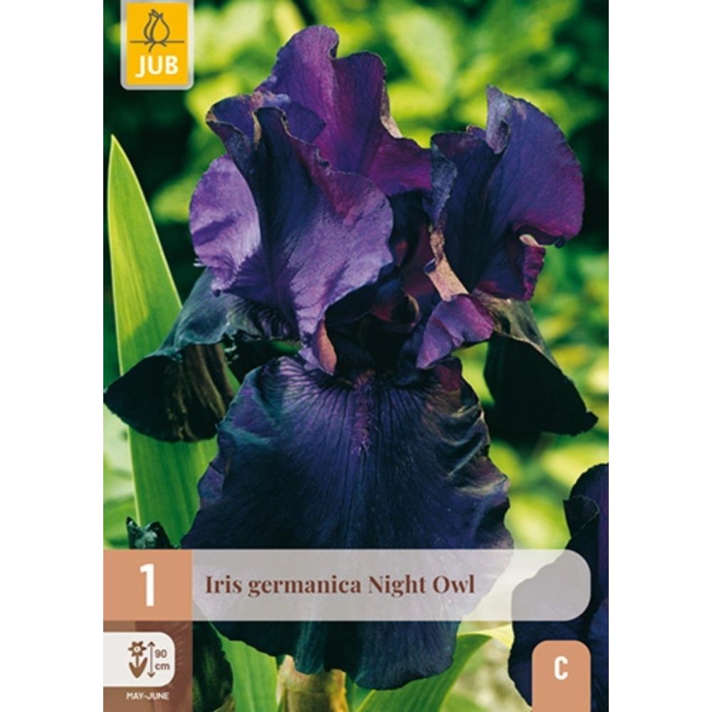 Hageiris Night Owl med mørke bølgete blomster