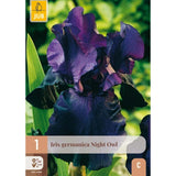 Hageiris Night Owl med mørke bølgete blomster