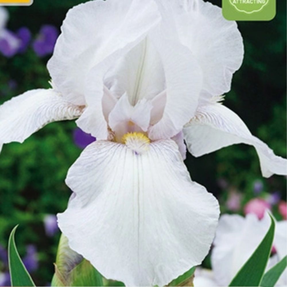 Hvit iris White Knight i solrikt bed