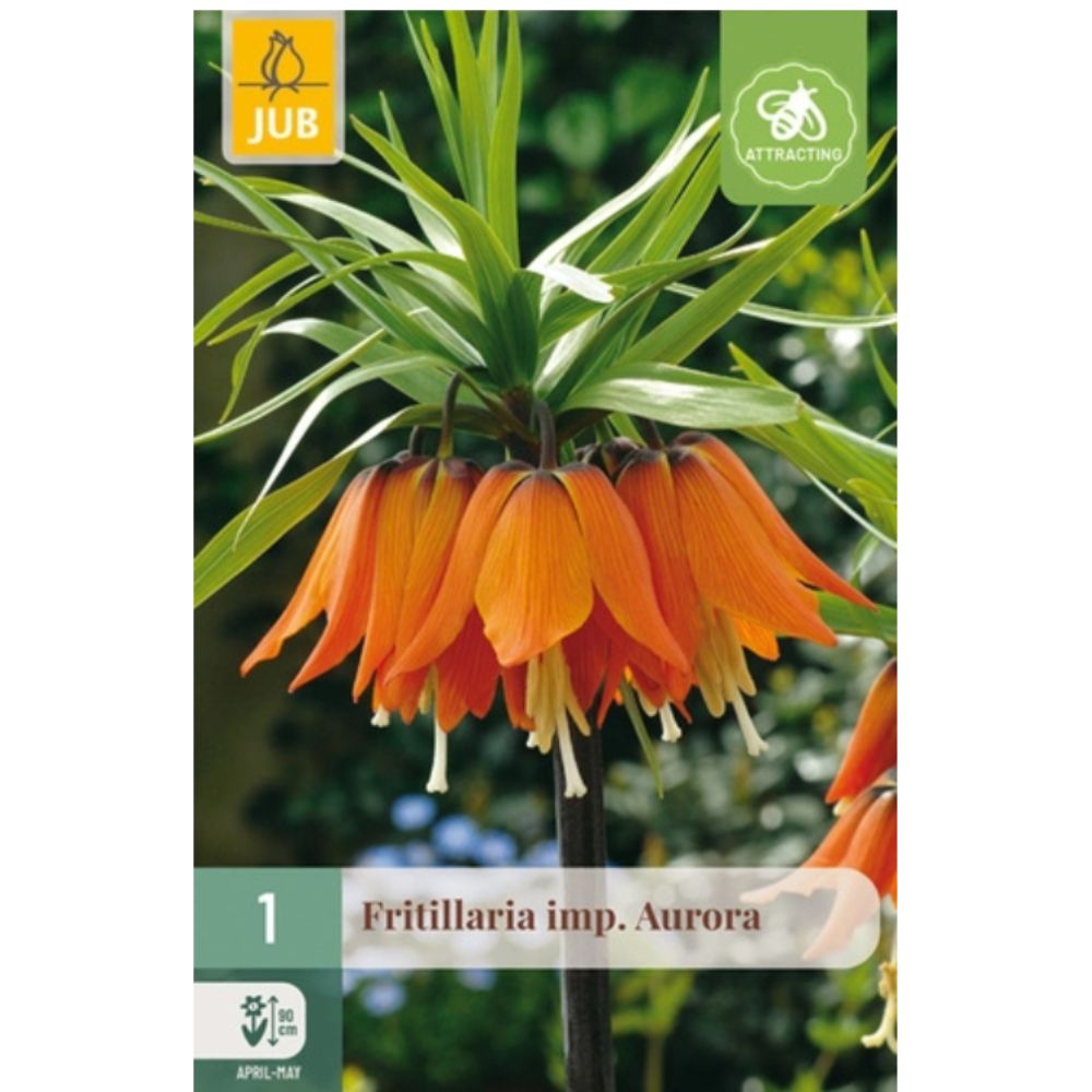 Keiserkrone ‘Aurora’ med hengende, klokkeformede blomster i intens oransje