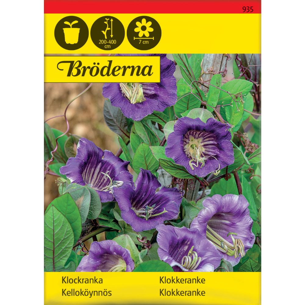 Klokkeranke blå frø – Cobaea scandens klatreplante med store blå blomster
