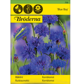 Kornblomst Blue Boy med klare blå blomster i hage