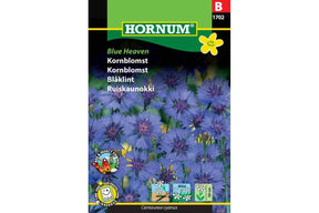 Blå kornblomster som blomstrer fritt i bed og naturhage
