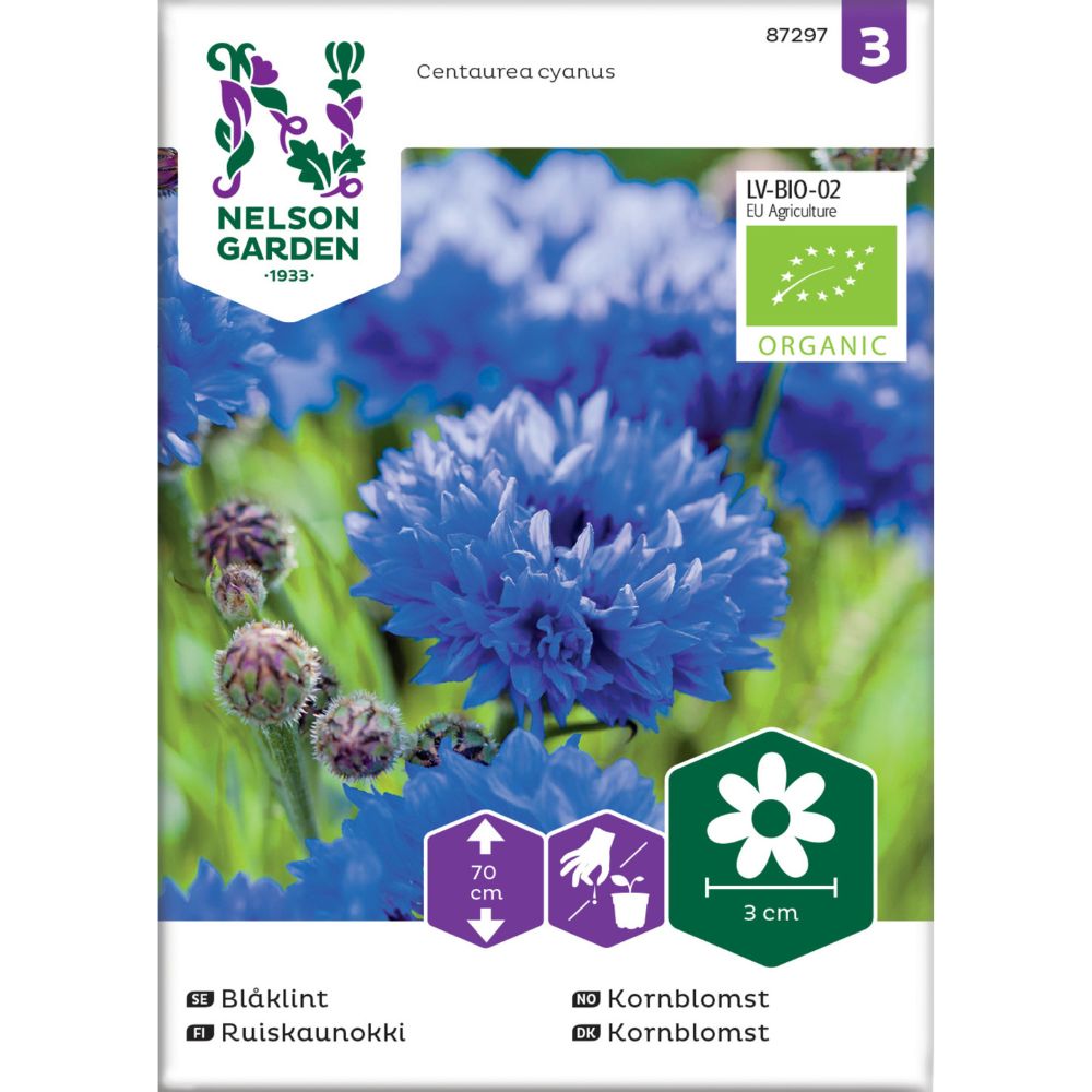 Økologisk høy kornblomst i blomsterbed
