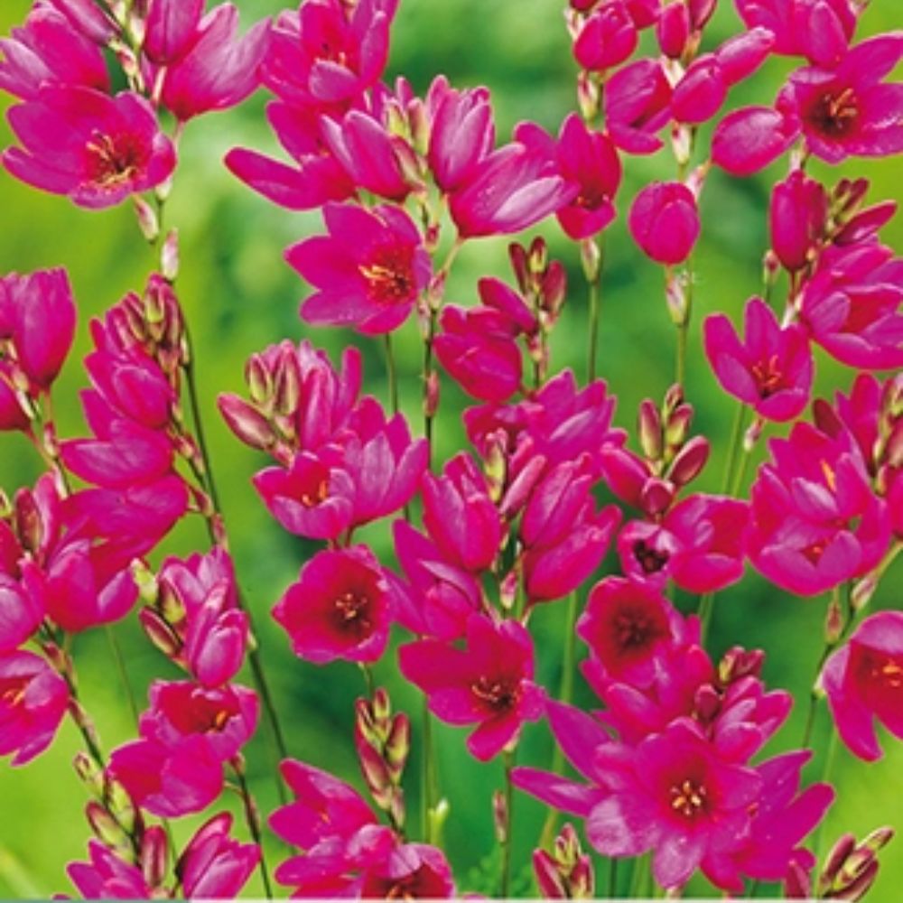 Kornlilje ‘Mabel’ med rødlilla stjerneformede blomster i bed.