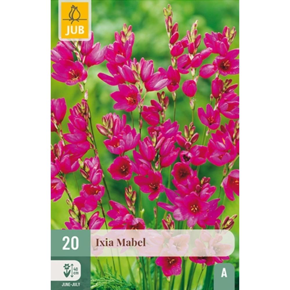 Afrikansk kornlilje Ixia ‘Mabel’ i blomst med mørkt blomstersenter.