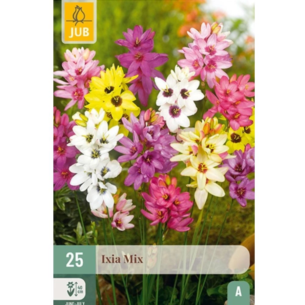 Ixia miks i potte med blomster i ulike sommerfarger.