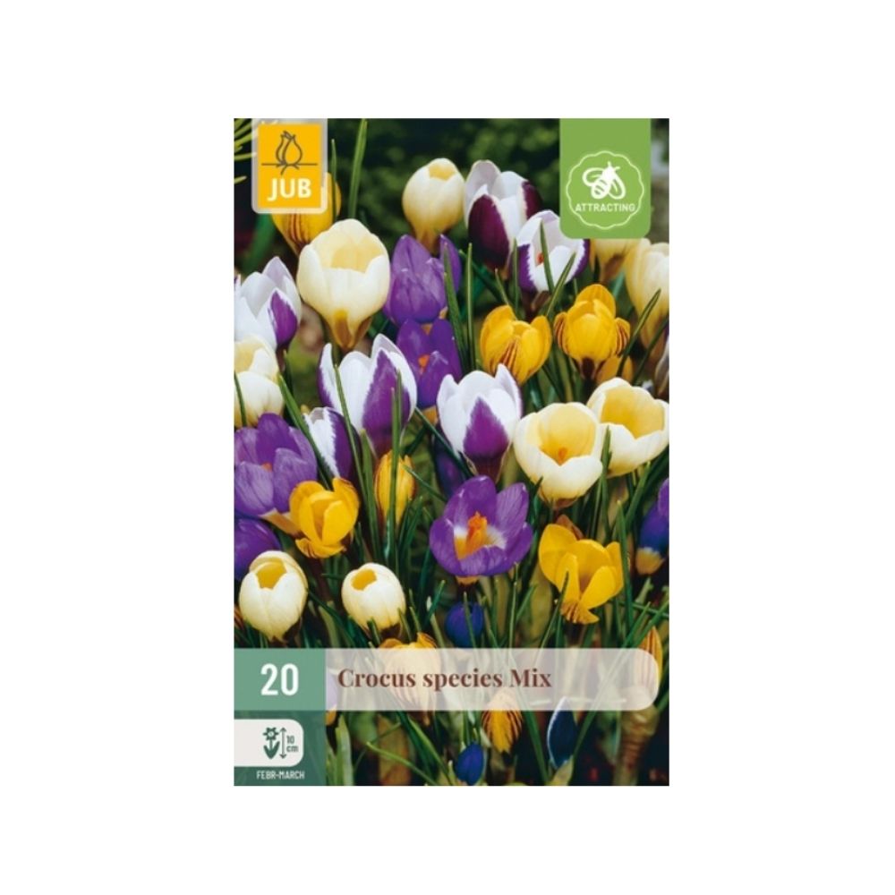 Krokus Species Mix med 20 småblomstrende krokusløk i delikate vårfarger