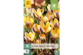 Krokusløk i pakke klare for planting og tidlig vårblomstring