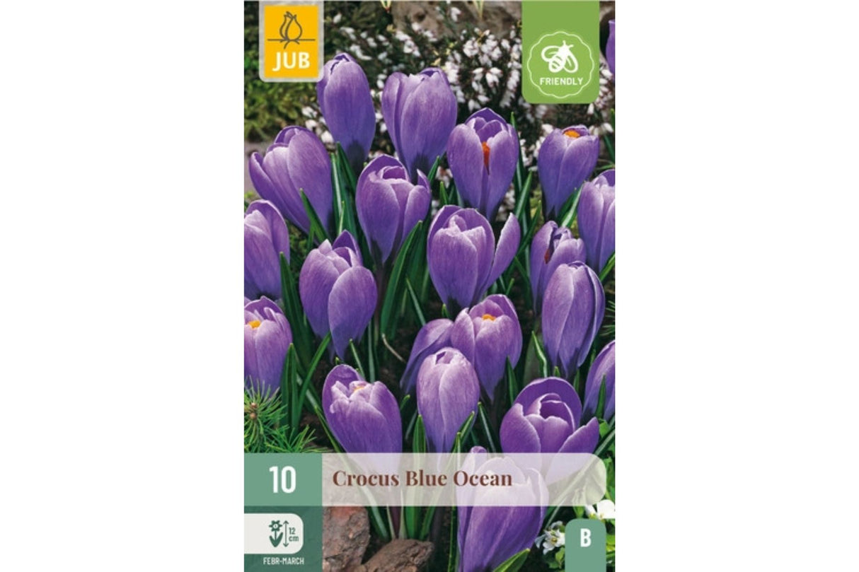 Krokus ‘Blue Ocean’ – Tidlig vårglede i dypblå nyanser (10 blomsterløk)
