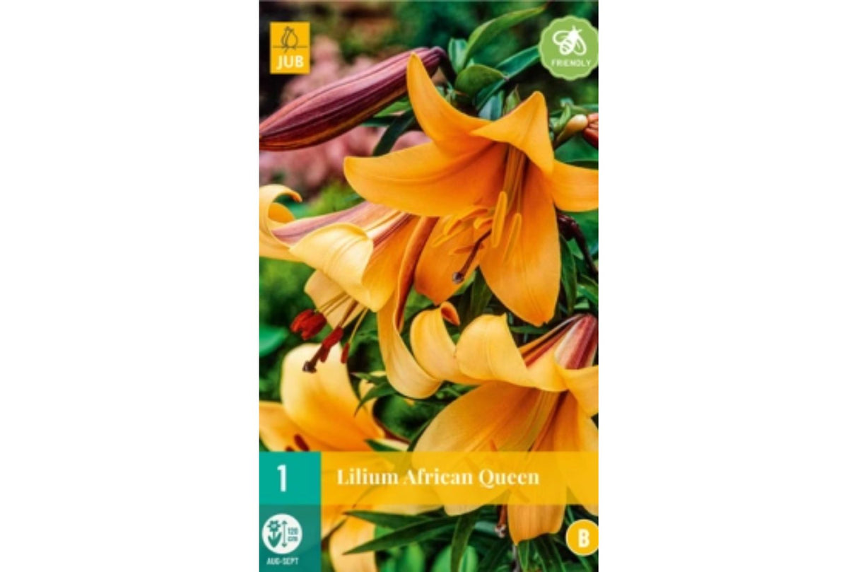 Lilje ‘African Queen’ | 1 blomsterløk