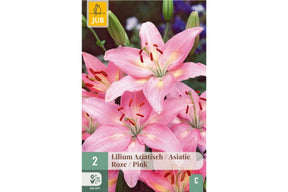Liliumløk i pakke for planting av rosa asiatisk lilje med mørke detaljer