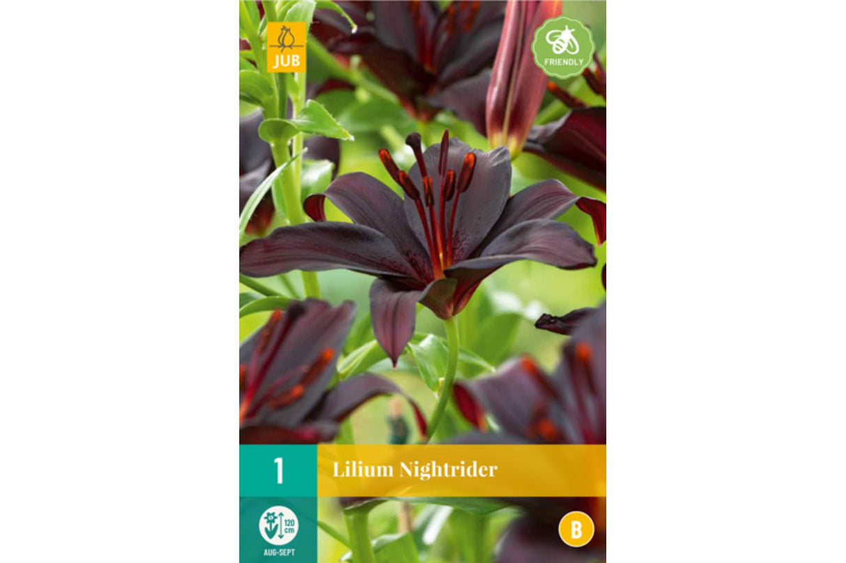 Lilje ‘Nightrider’ | 1 blomsterløk