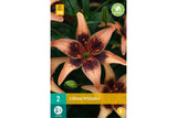 Lilje ‘Whistler’ | 2 blomsterløk