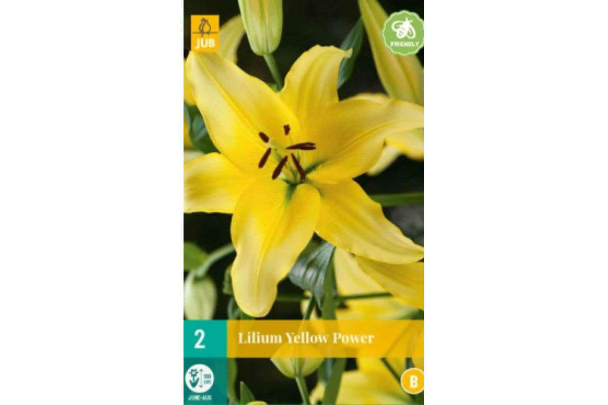 Lilje ‘Yellow Power’ | 2 blomsterløk