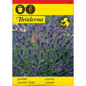 Lavendelplante med lilla blomster i solrik hage