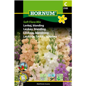 Levkøy i myke fargetoner i blomsterbed