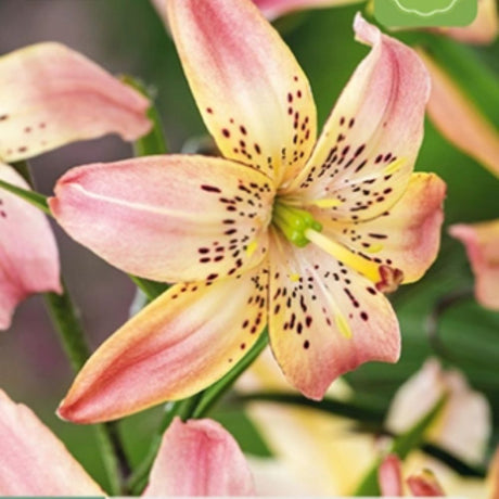 Lilje ‘Corsage’ brukt som snittblomst med romantisk rosafarget blomstring.