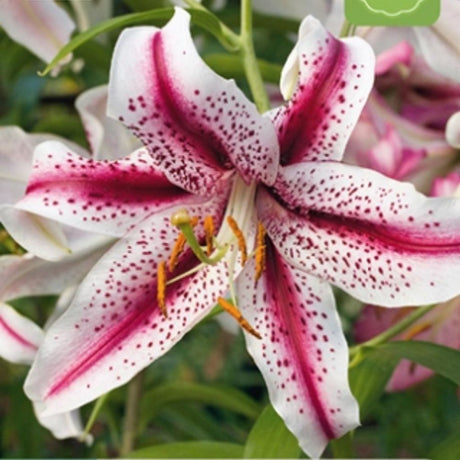 Lilje ‘Dizzy’ brukt som snittblomst med duftende, hvite og rosa blomster.