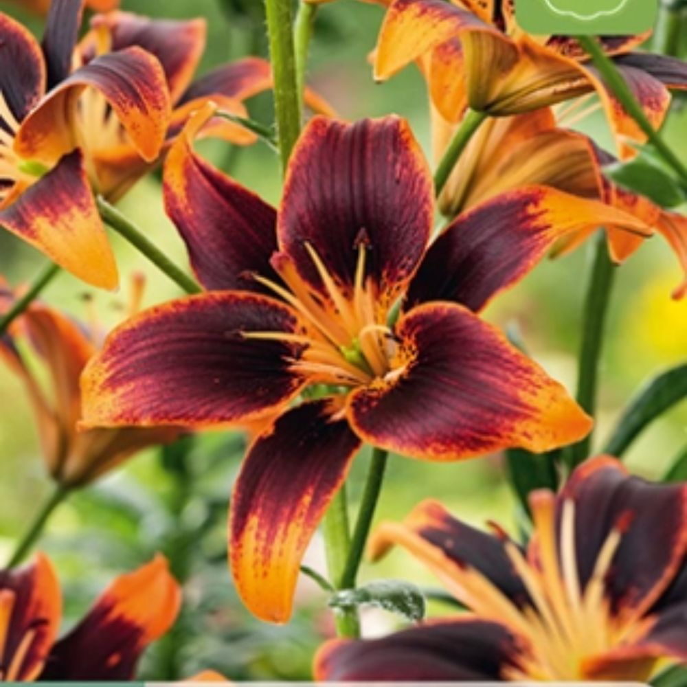 Lilje ‘Forever Susan’ i full blomst med dype røde kronblad og oransje detaljer.