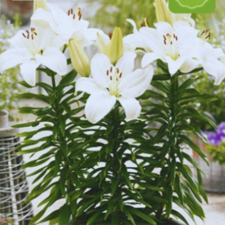 Lilje ‘Gwen’ brukt som snittblomst med delikat, lys blomstring.