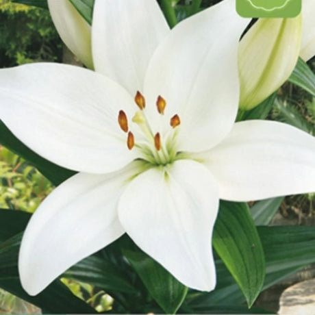 Hvit lilje ‘Kent’ i blomst med elegant og rolig uttrykk i bed.