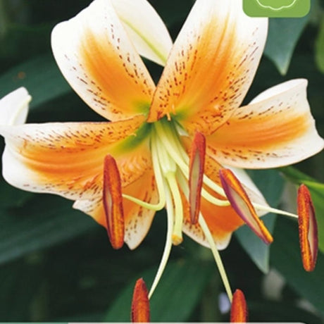 Lilje ‘Lady Alice’ brukt som snittblomst med gyllengule blomster.