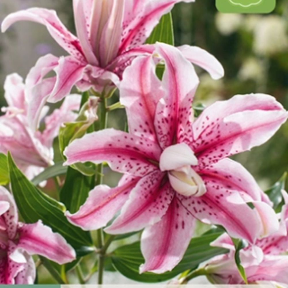 Fylt rosa og hvit lilje 