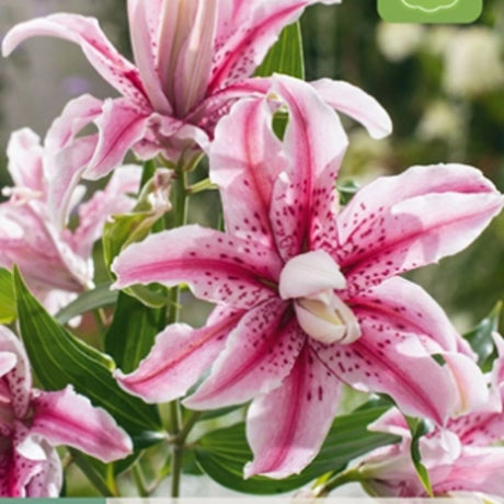 Fylt rosa og hvit lilje 