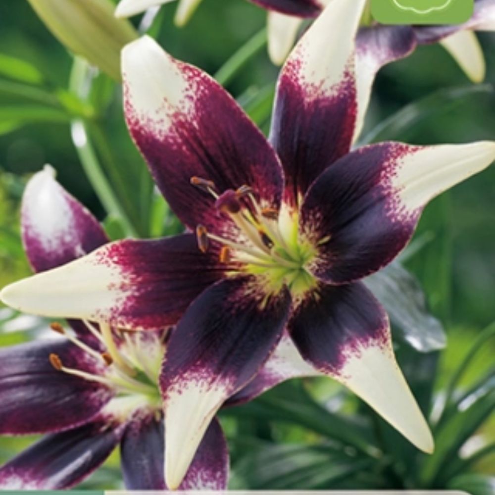 Lilje ‘Netty’s Pride’ | 2 blomsterløk