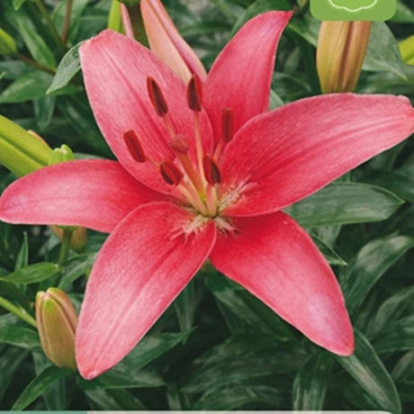 Lilje ‘Sylt’ med myke pastelrosa blomster brukt som snittblomst.