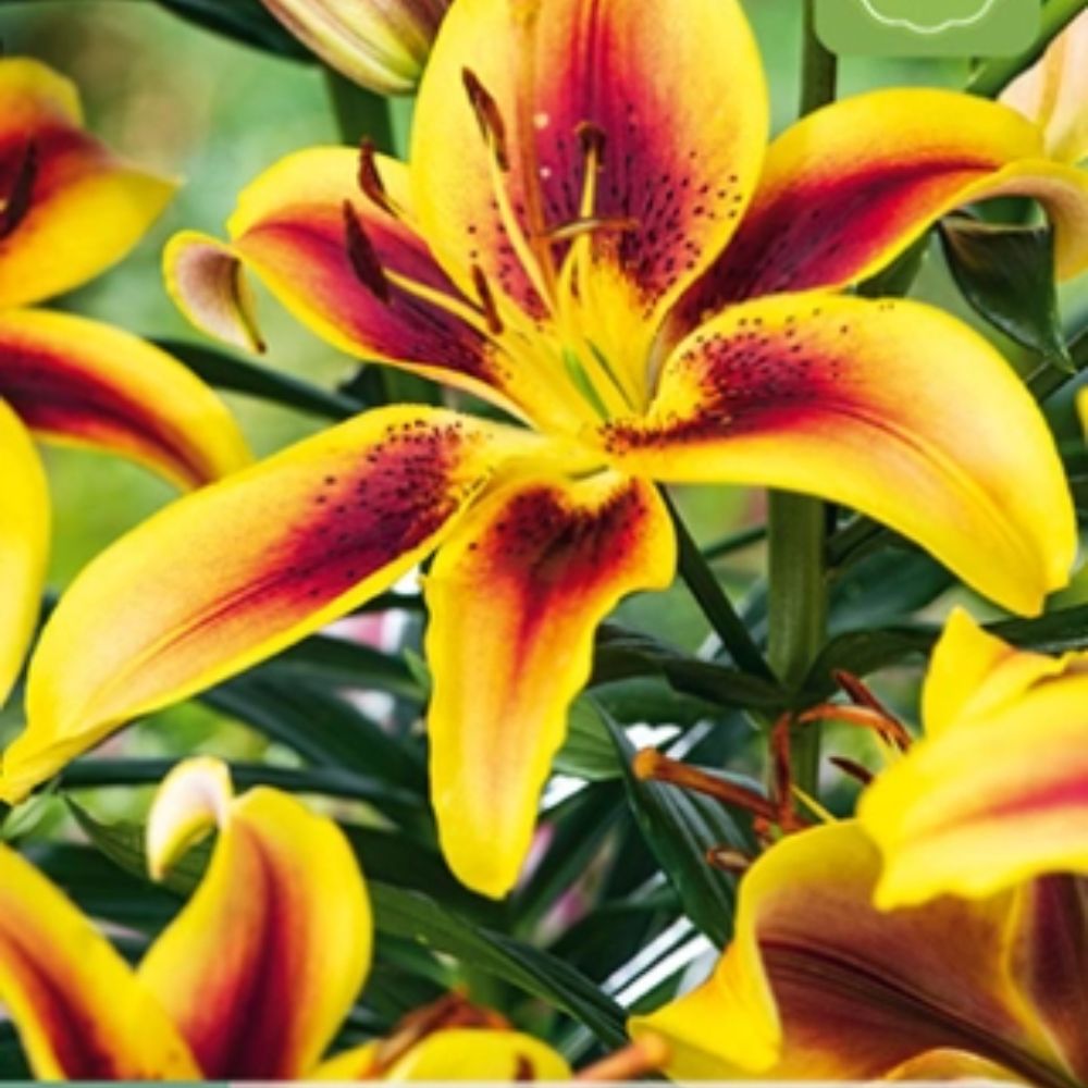Lilje ‘Viva La Vida’ | 1 blomsterløk