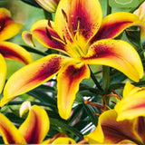 Lilje ‘Viva La Vida’ | 1 blomsterløk